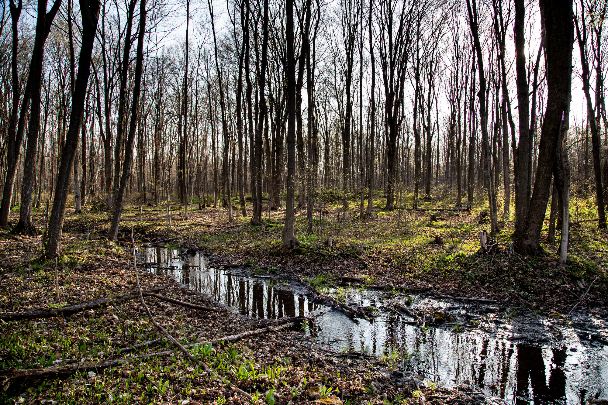 Woods