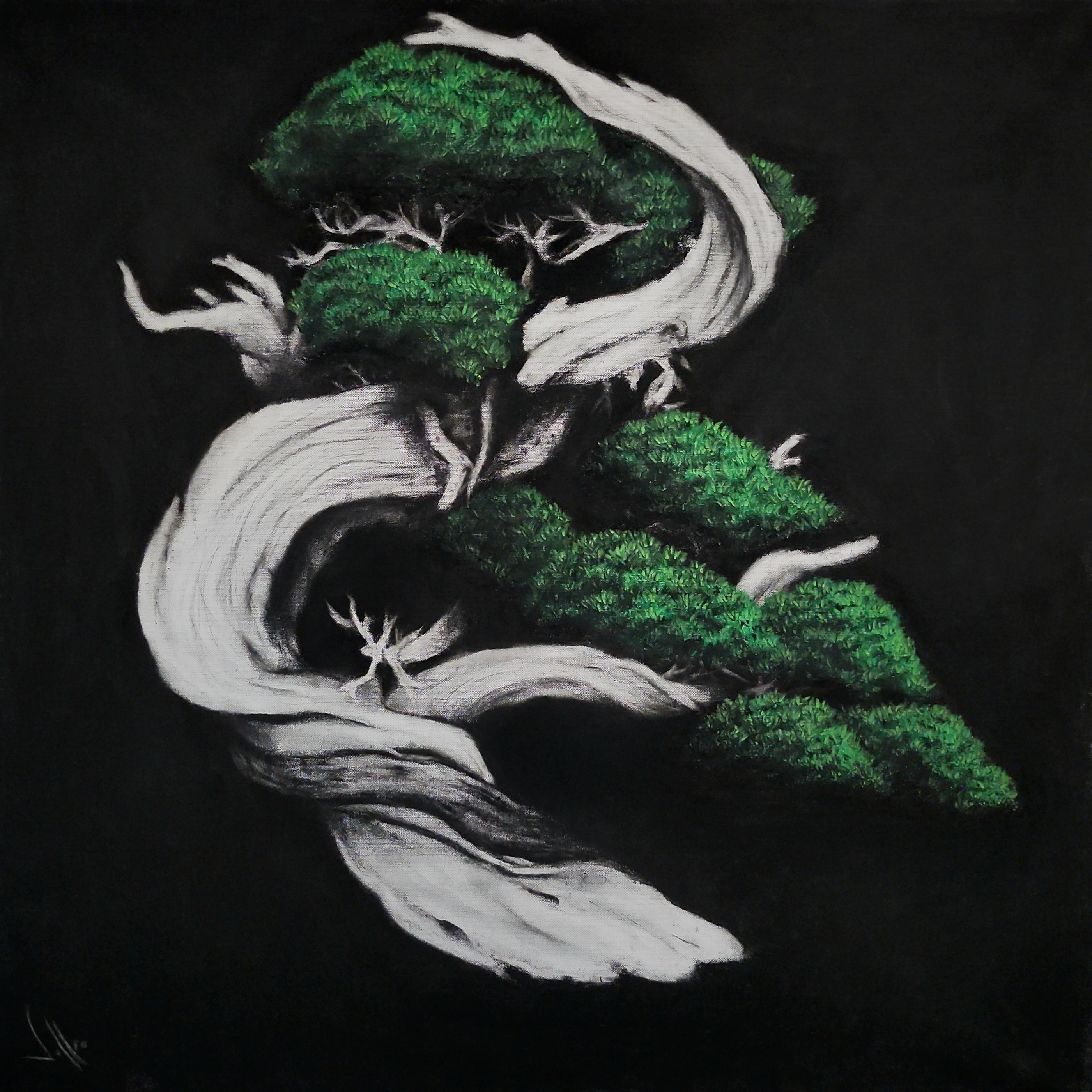 Image for Dragon Tree