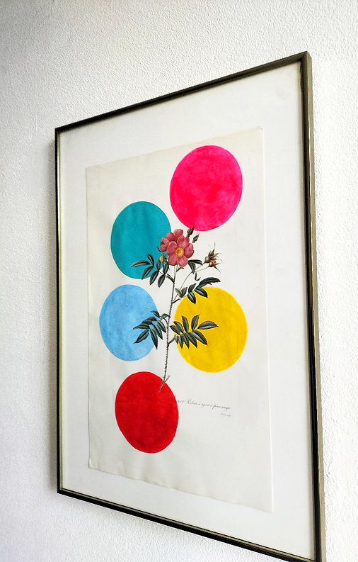 Rose after Redouté Image 1