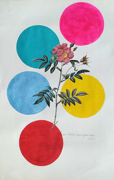 Image for Rose after Redouté