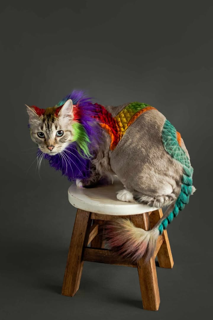 Blaze Schoen Image 1