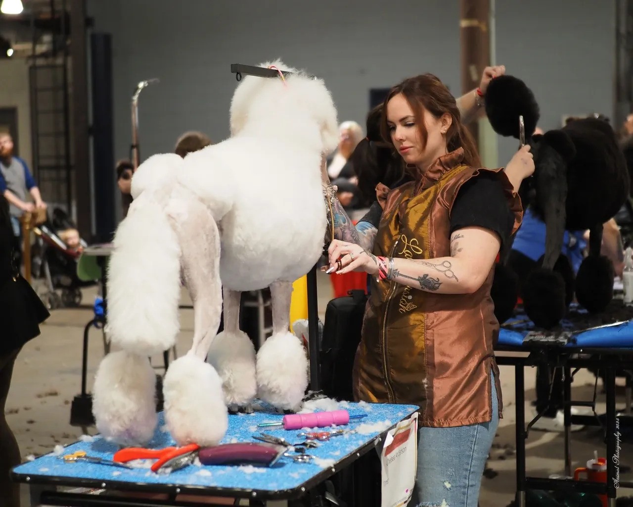 Charm City Grooming Competition Image 2