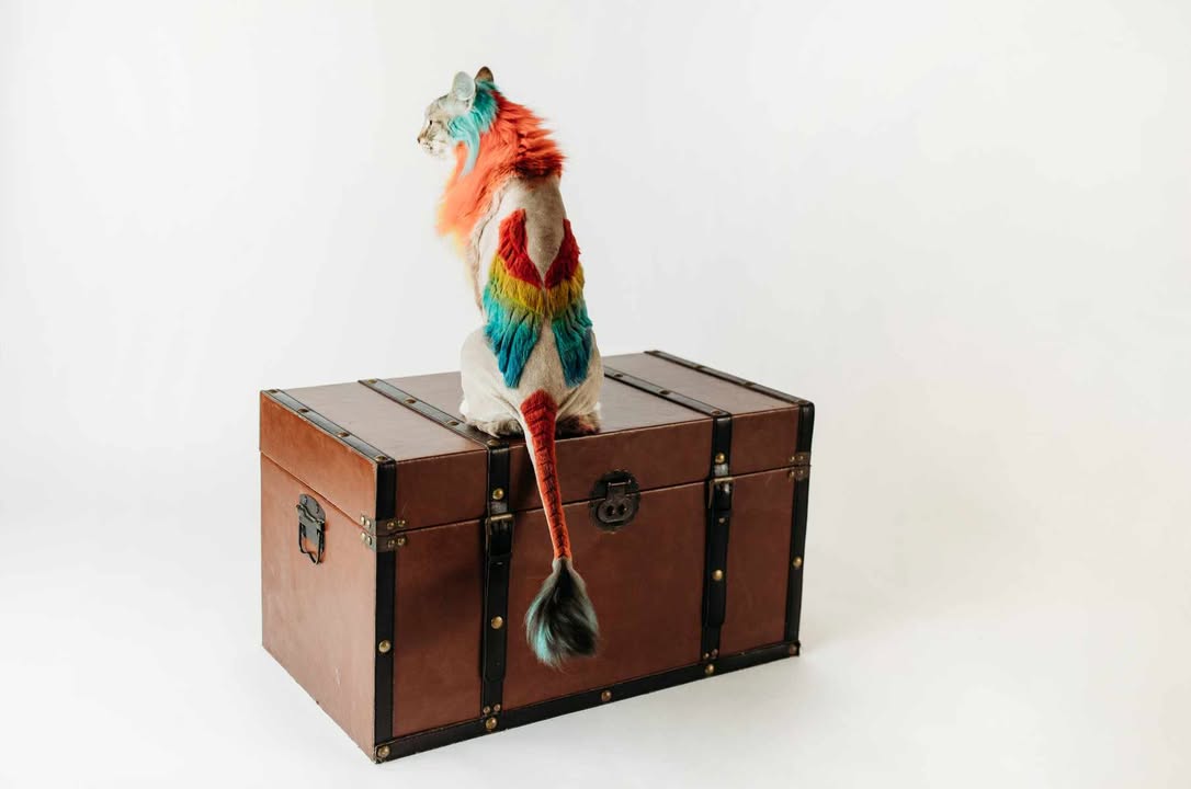 Blaze Schoen Image 12