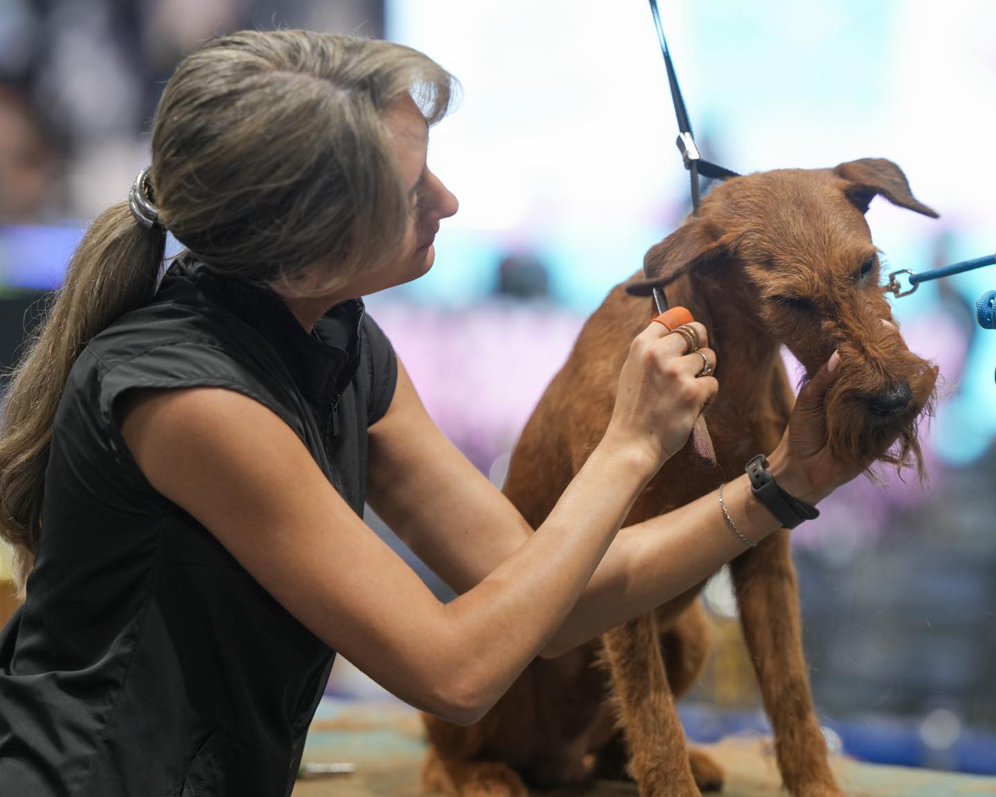 Barkleigh's All American Grooming Show Image 2