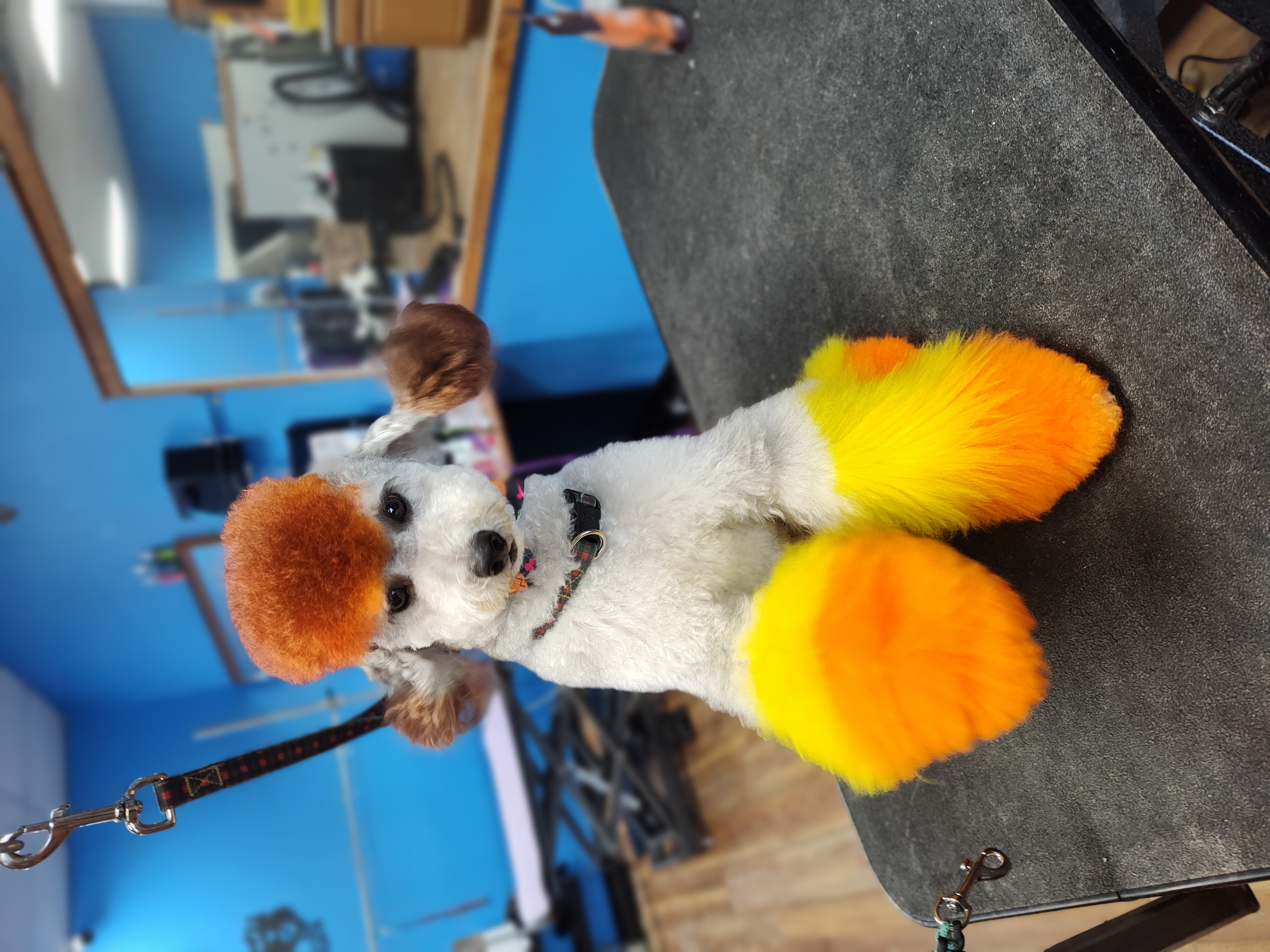 Jolene Jipping Image 15
