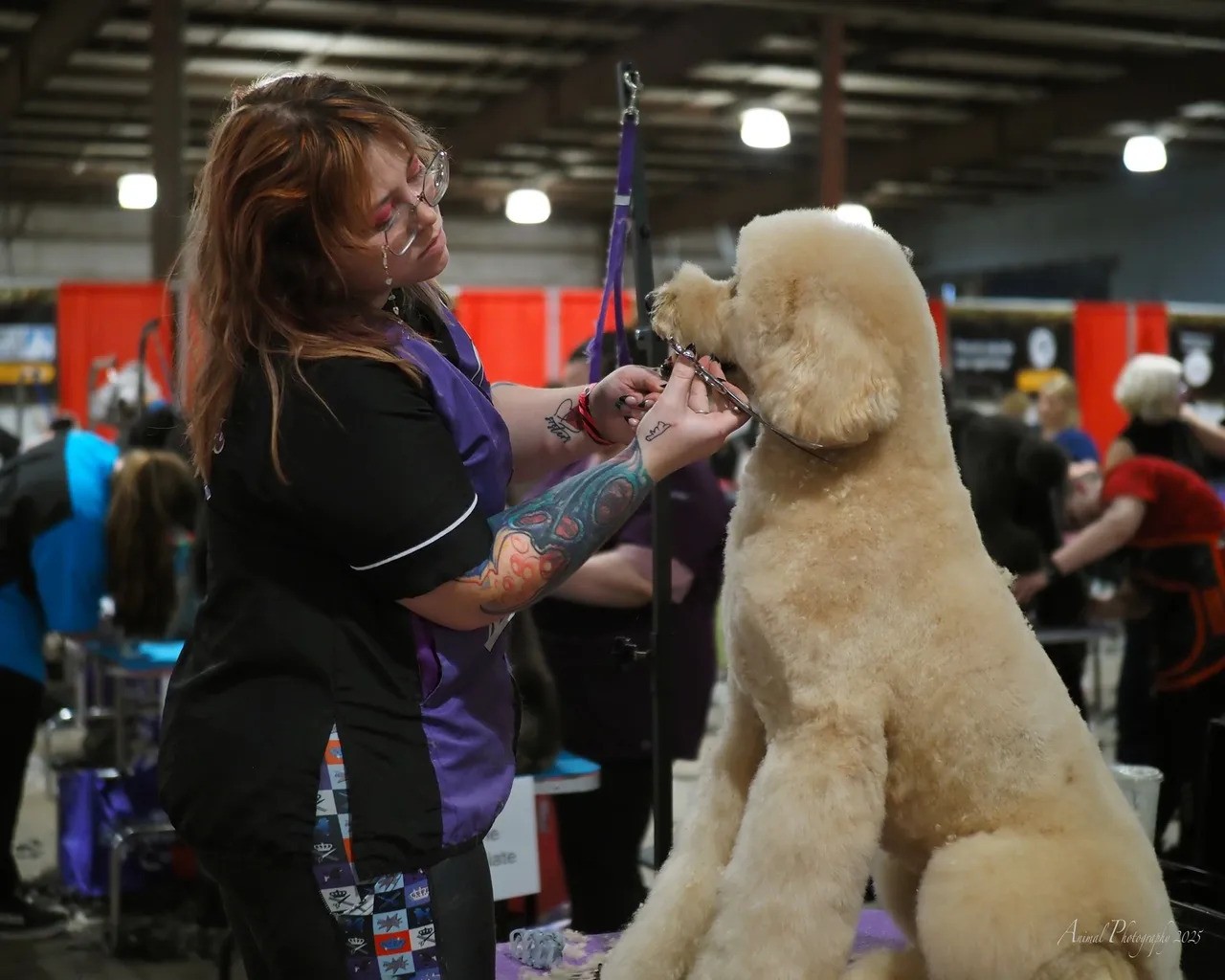 Charm City Grooming Competition Image 1