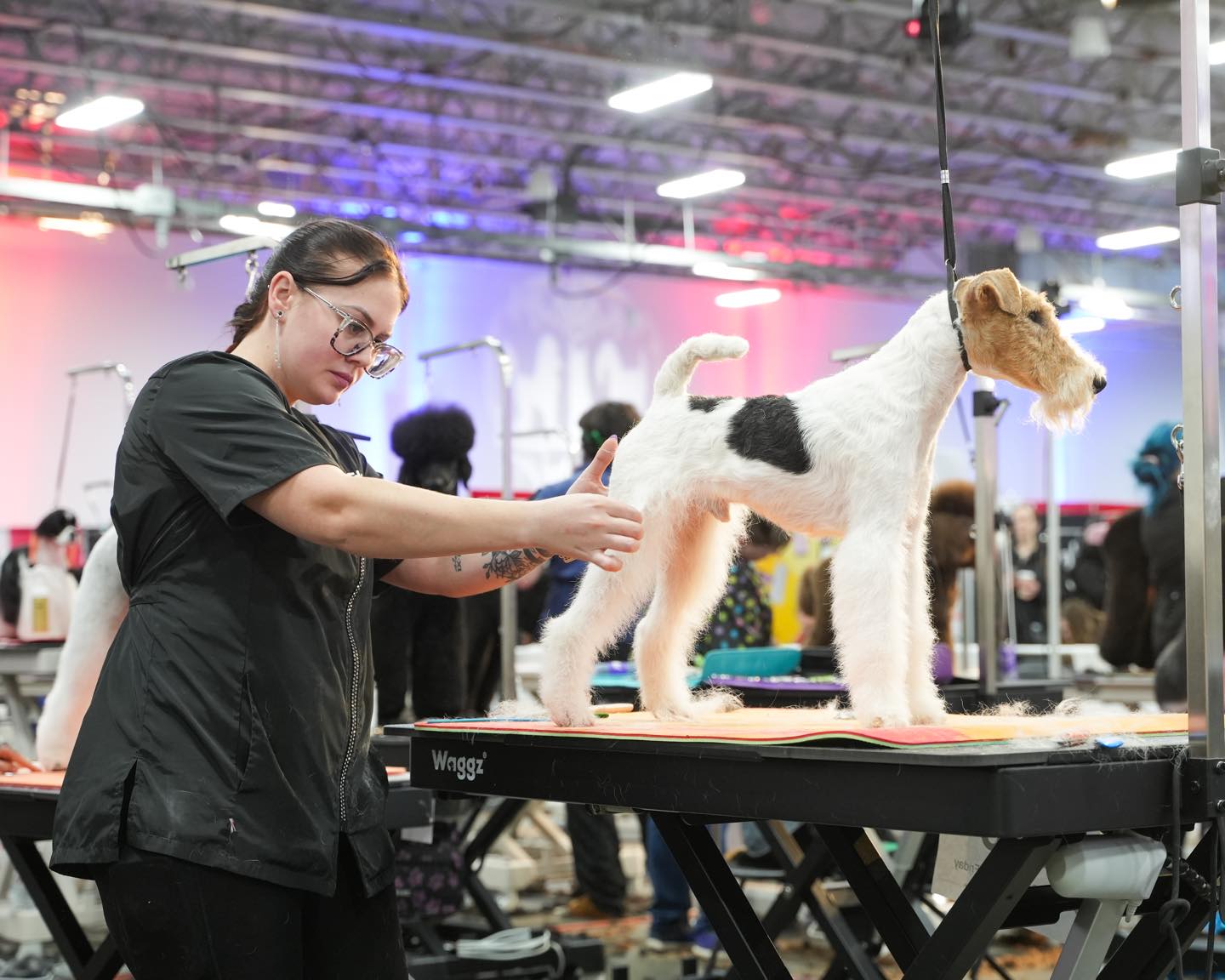 Barkleigh's Fun in the Sun Grooming Show (F.I.T.S.) Image 1