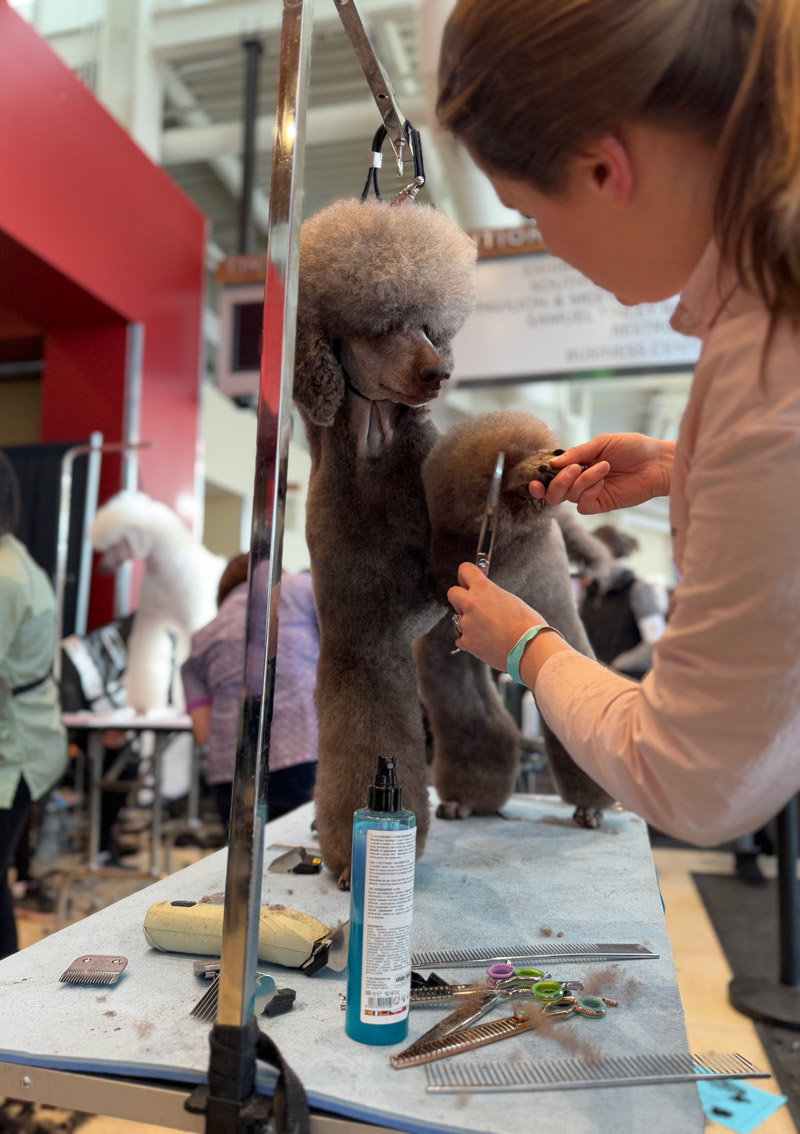 Windy City Grooming Show Image 1