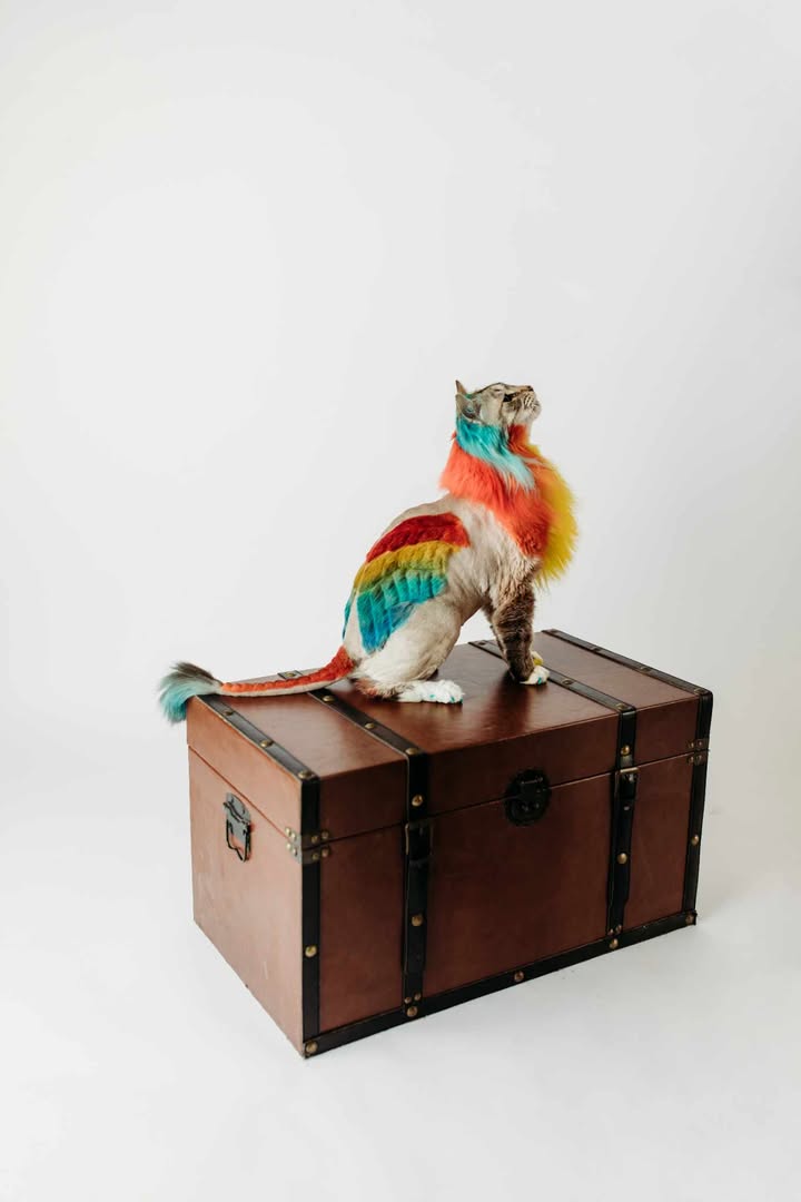Blaze Schoen Image 7