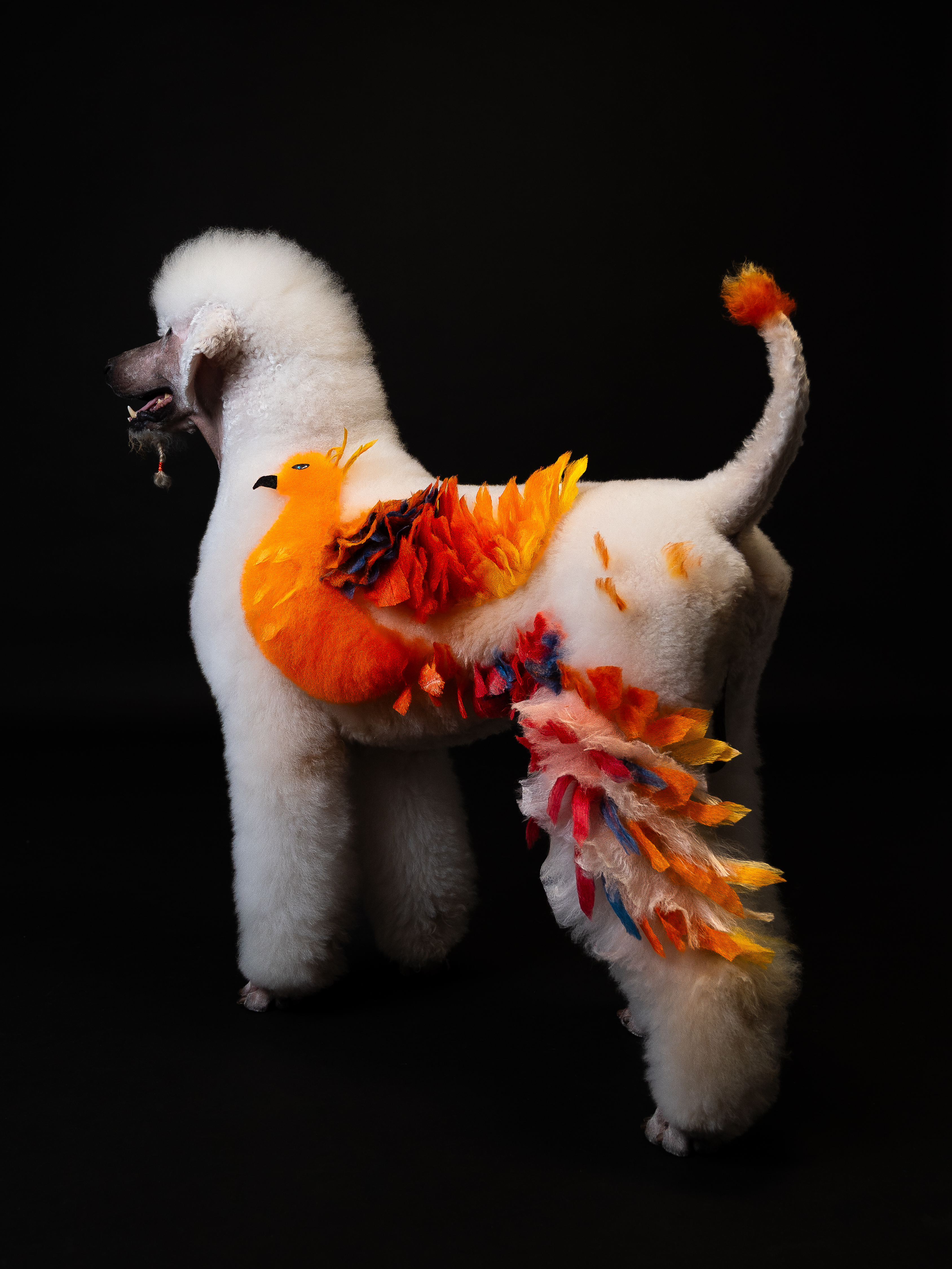 fenix on a dog creative grooming