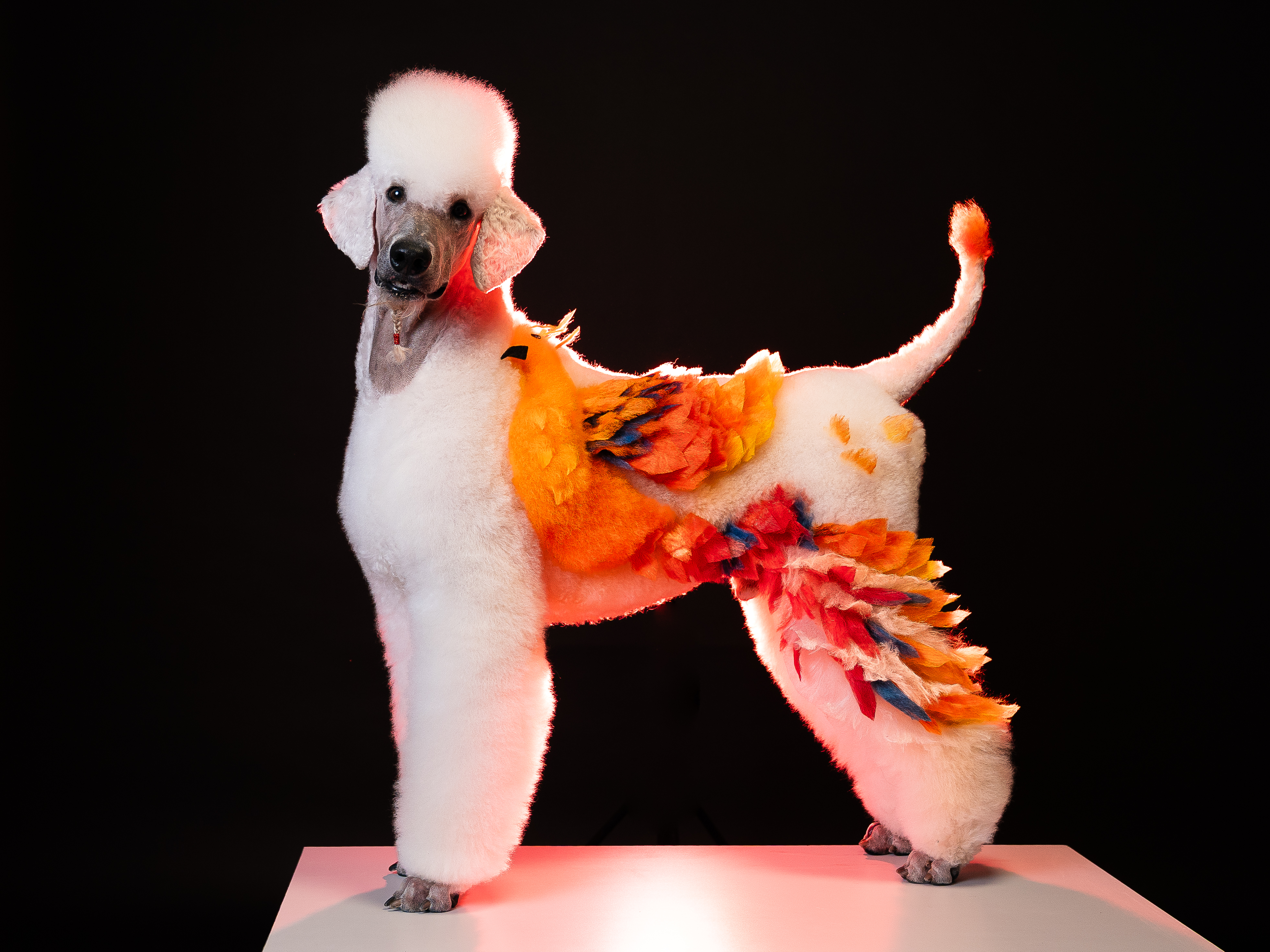 dog creative grooming design fenix