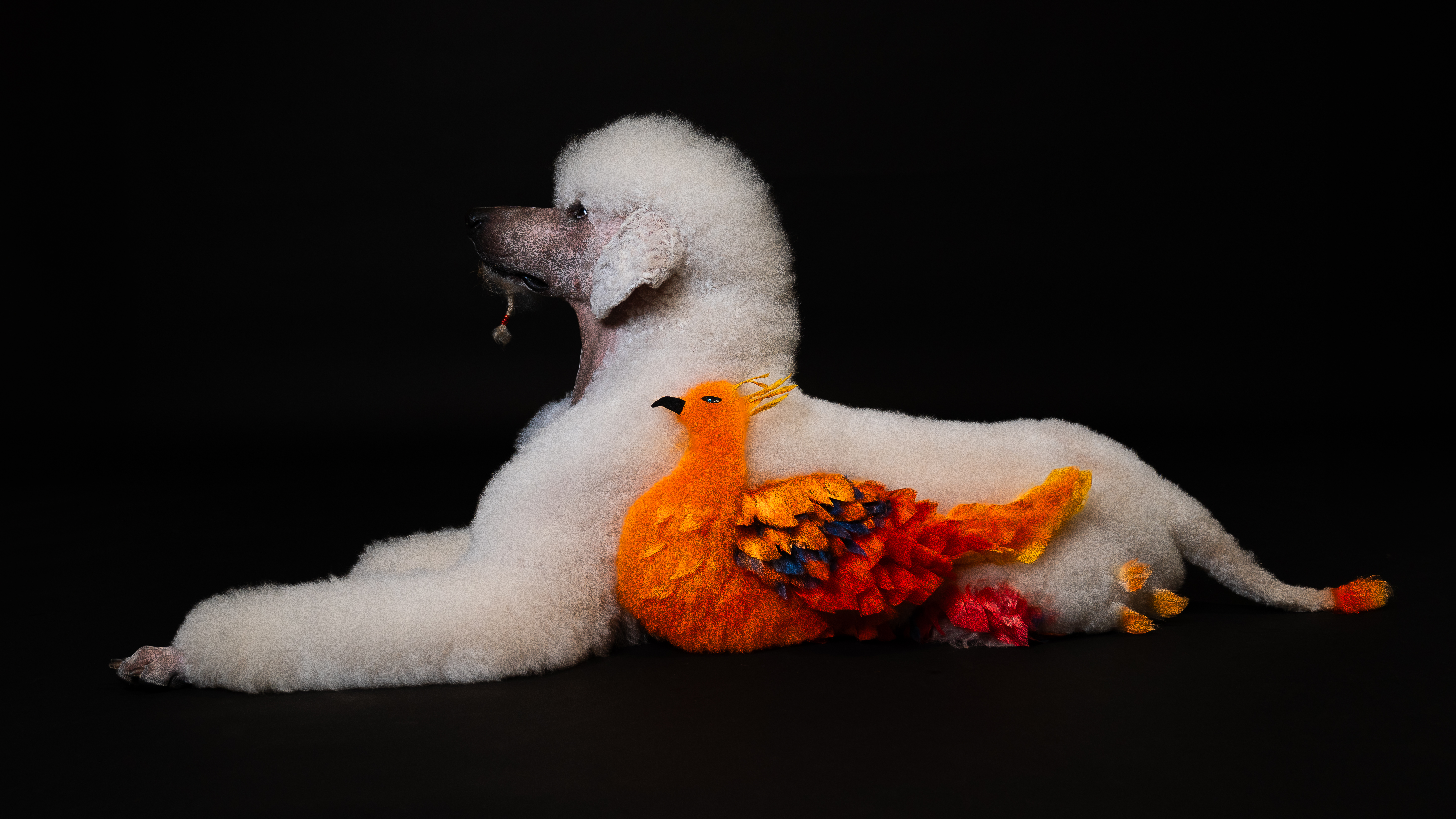 fenix creative groom design on a dog