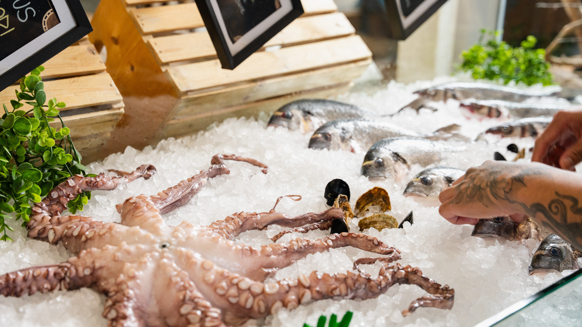 Fresh Fish