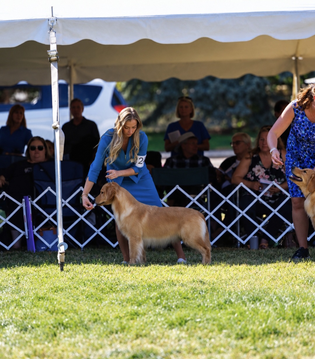 GCH TOP PRIDE'S DREAM IN BLOOM- AMY  Image 2