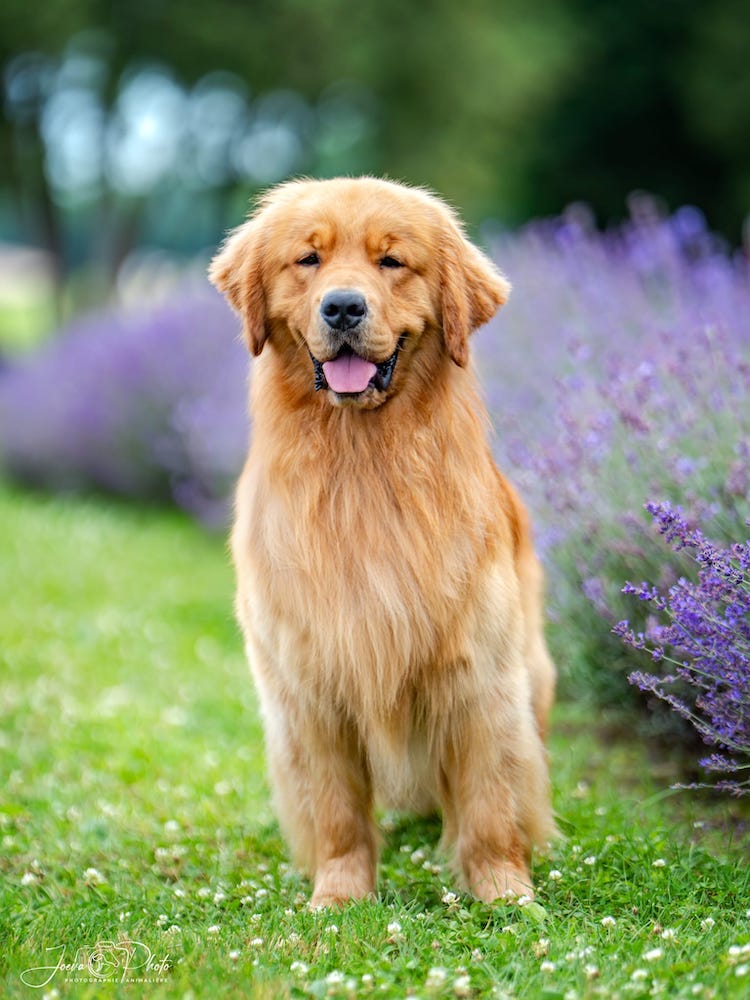 Adopt Mac | The Golden Farms