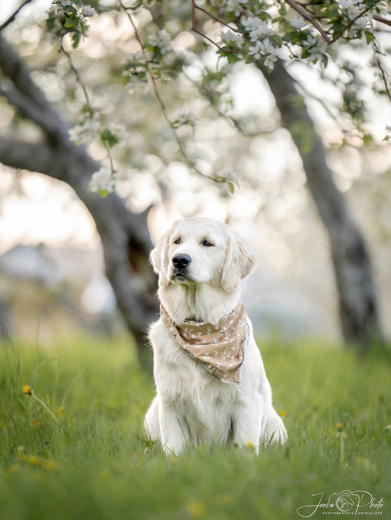 Maggie Image