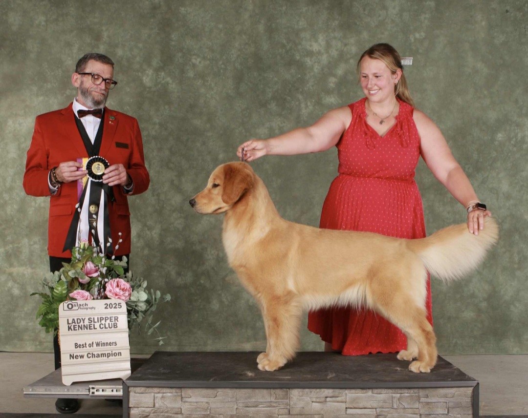GCH Nikki Image