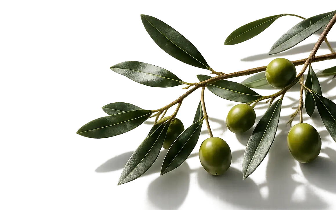 Olive branch