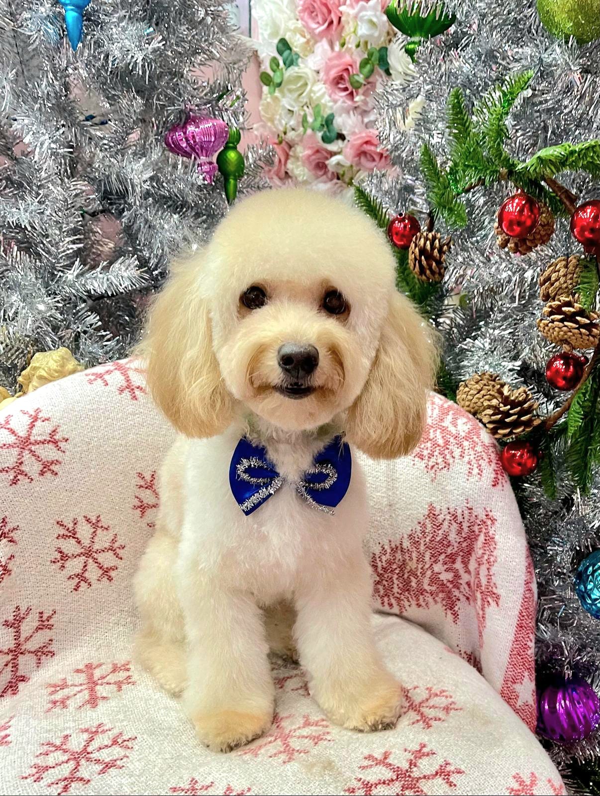 christmas dog 305