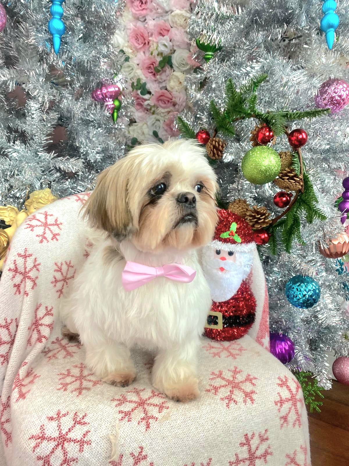 christmas dog 311