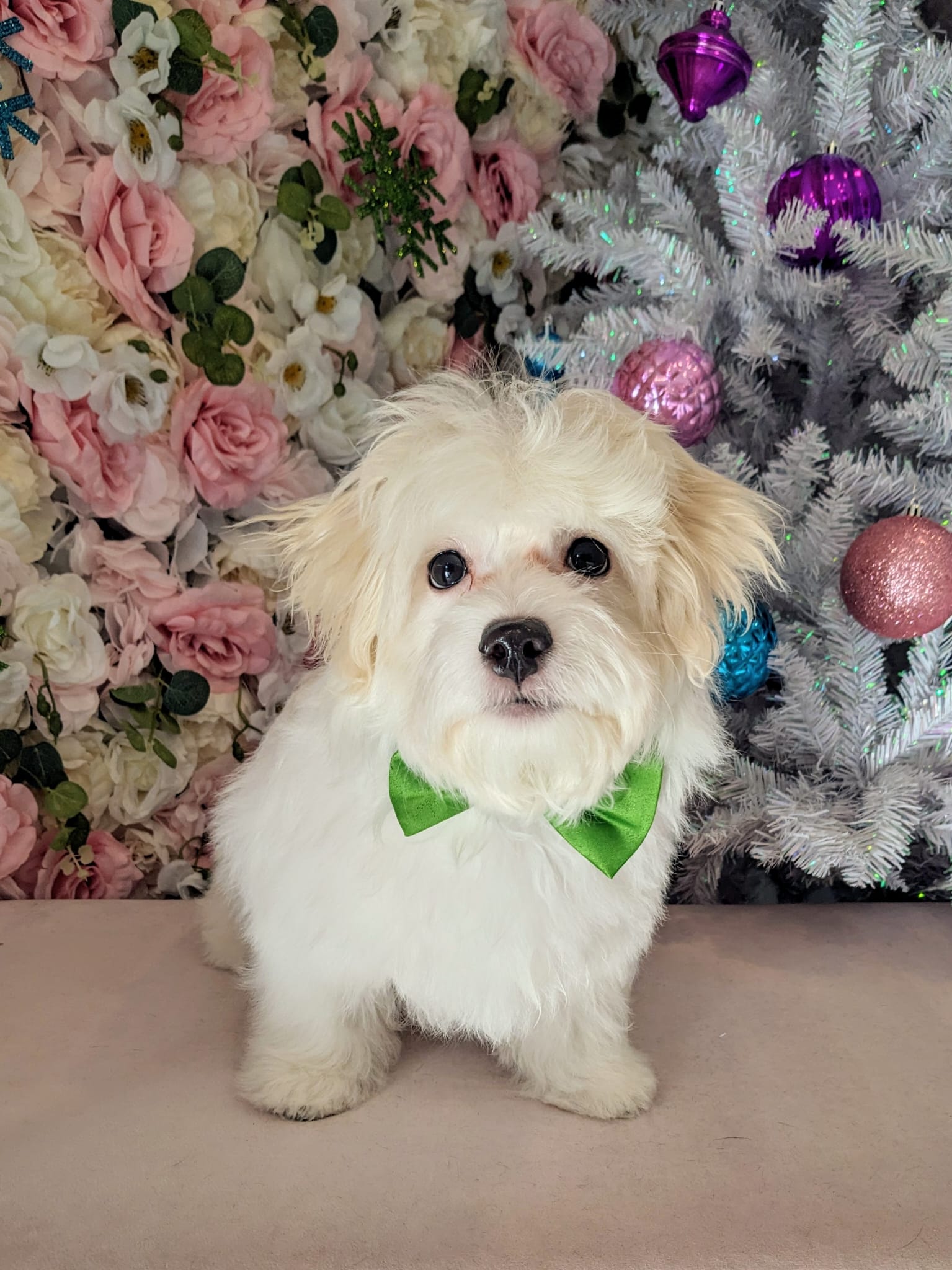 christmas dog 273