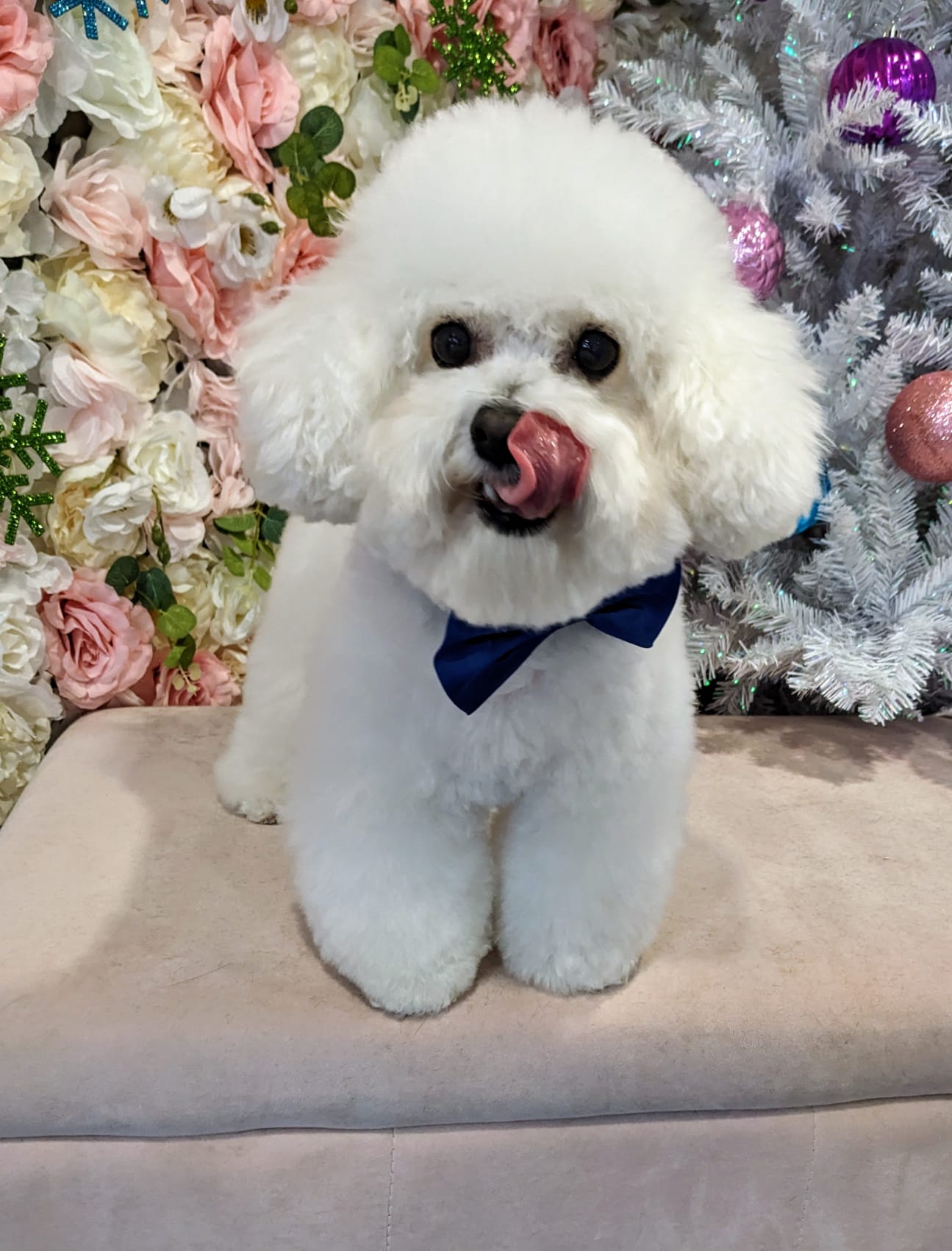 christmas dog 277