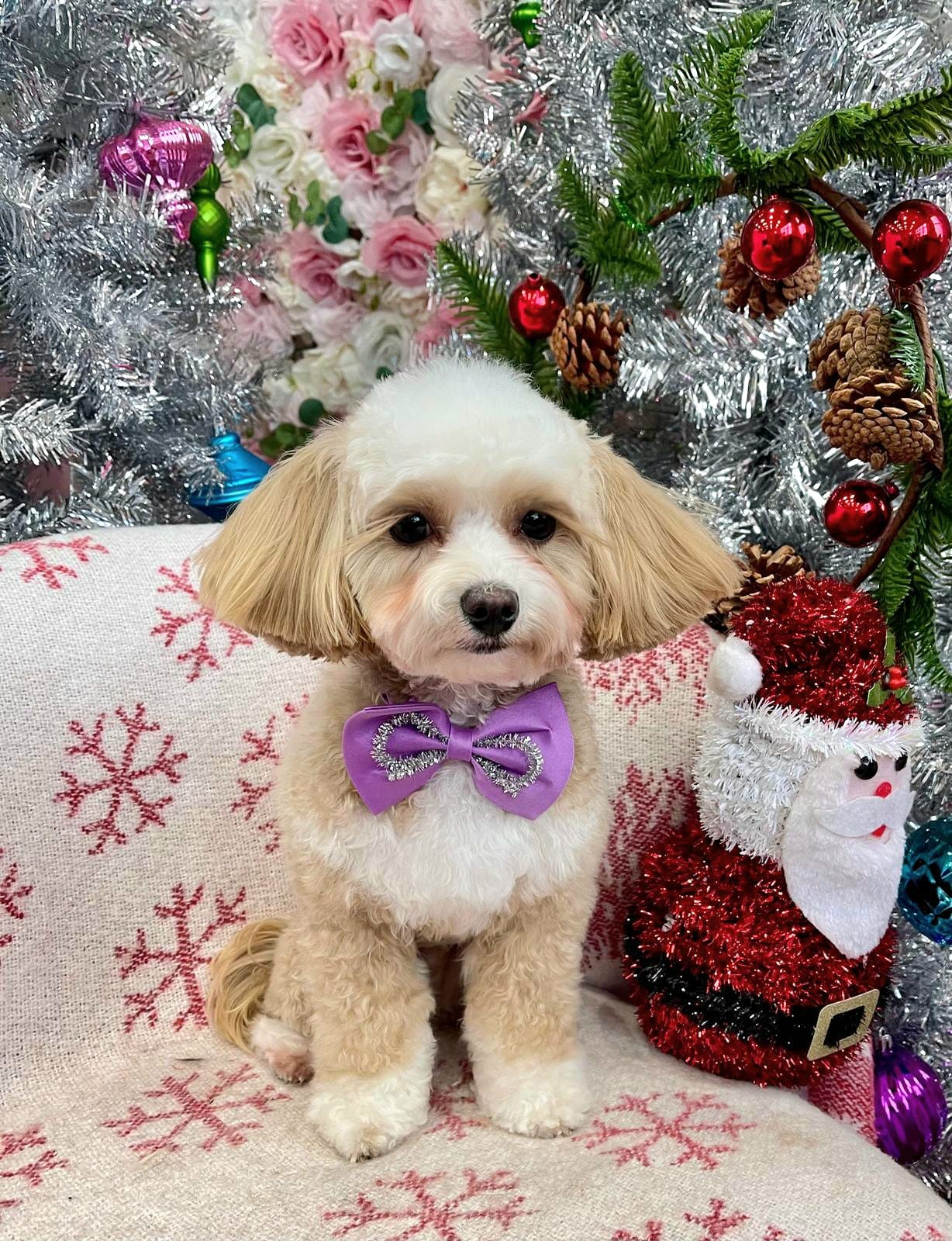 christmas dog 304
