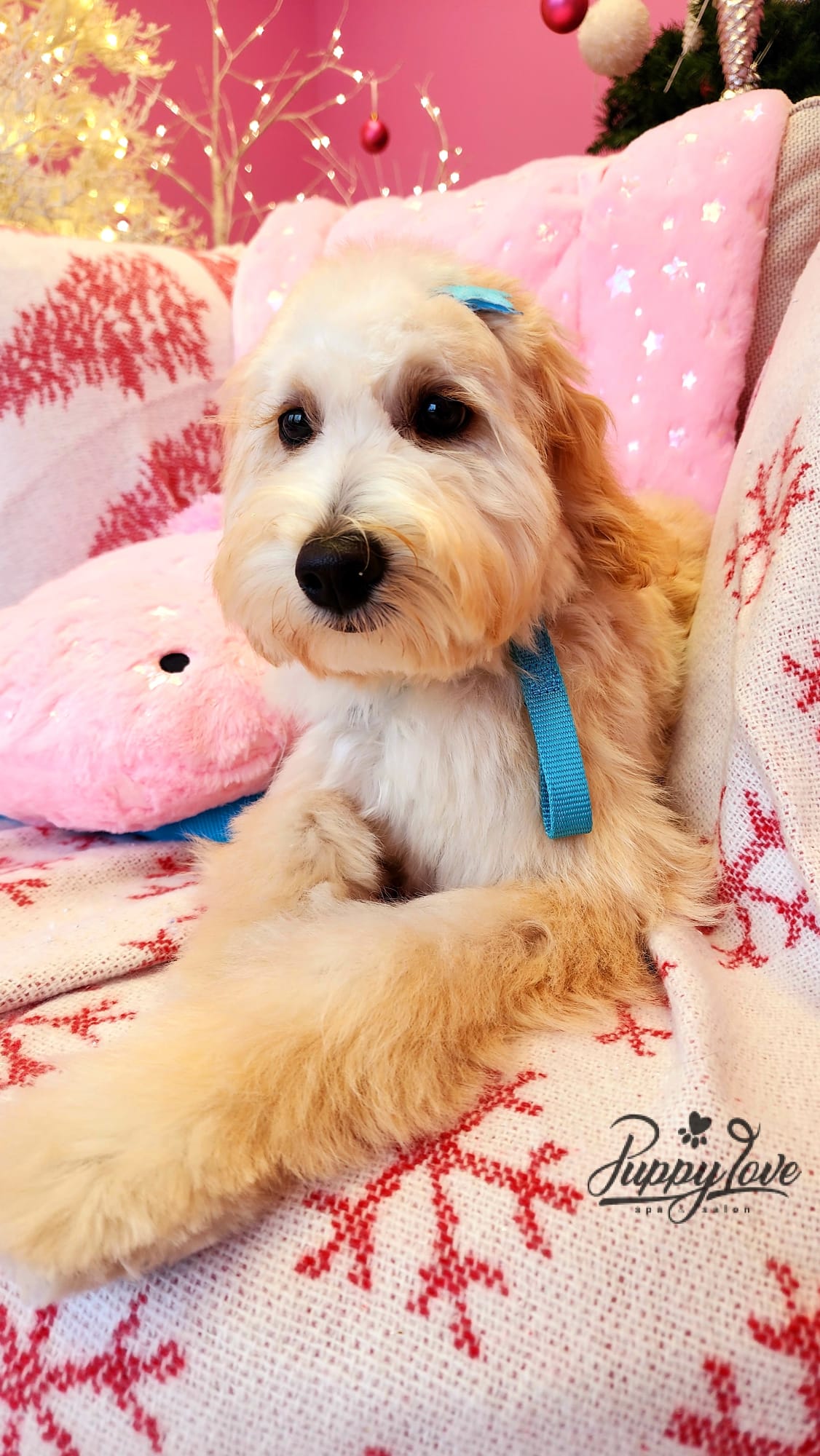 xmas-dog-1