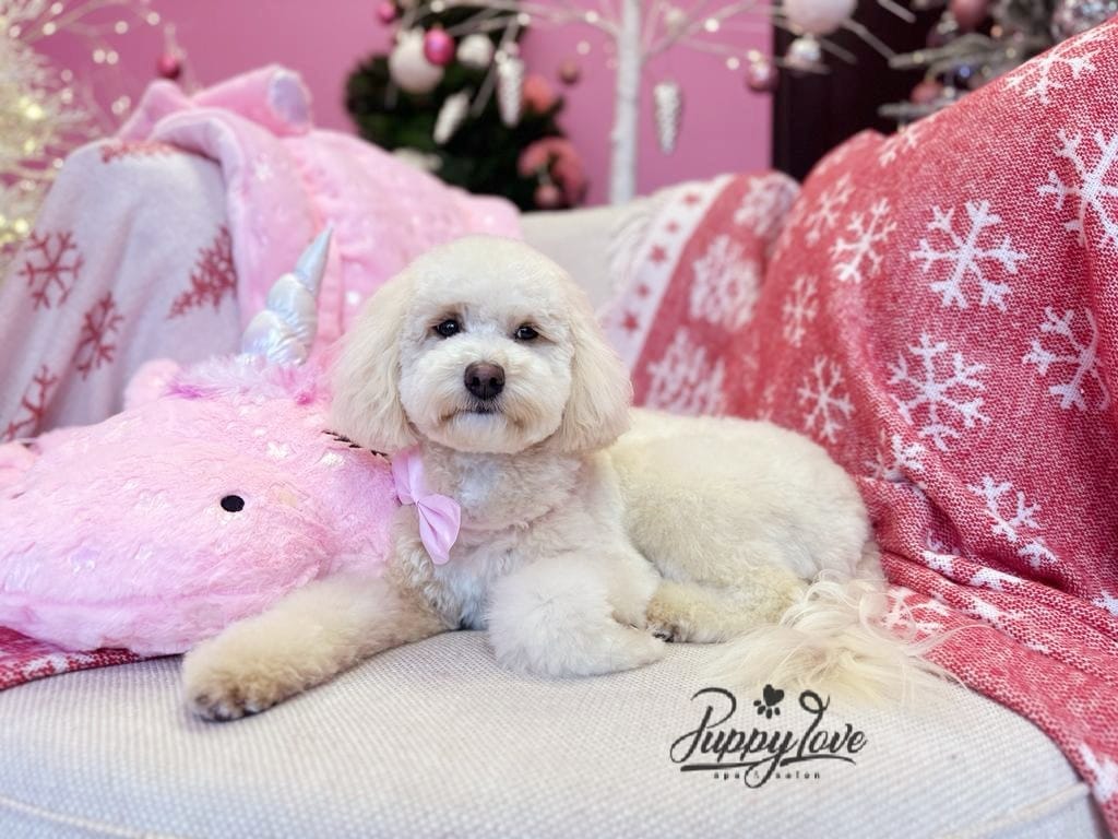 xmas-dog-10