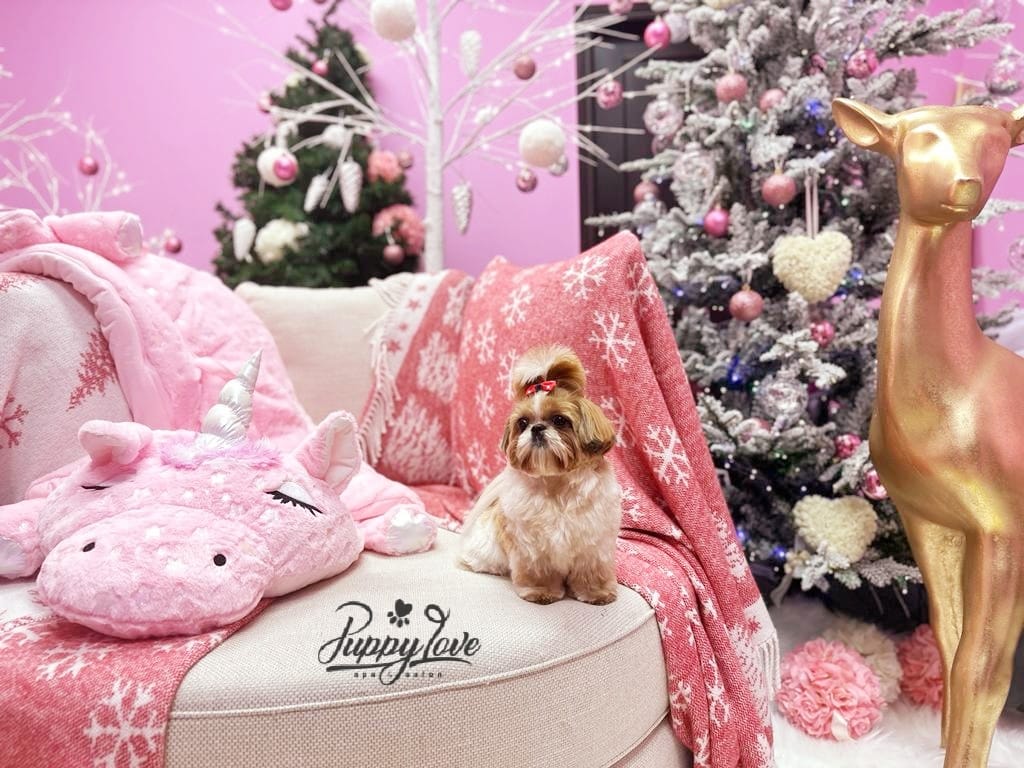xmas dog