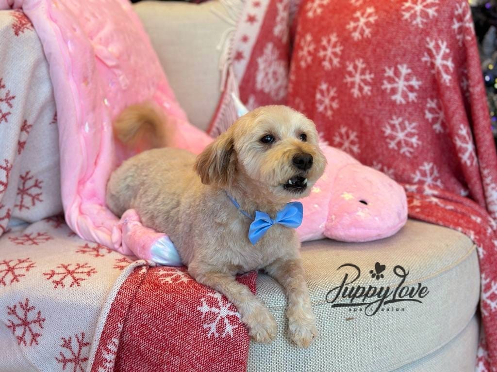 xmas dog