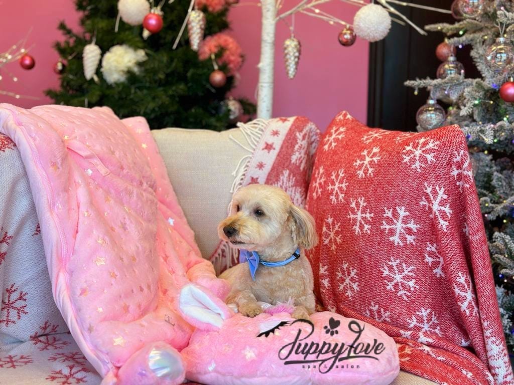 xmas dog