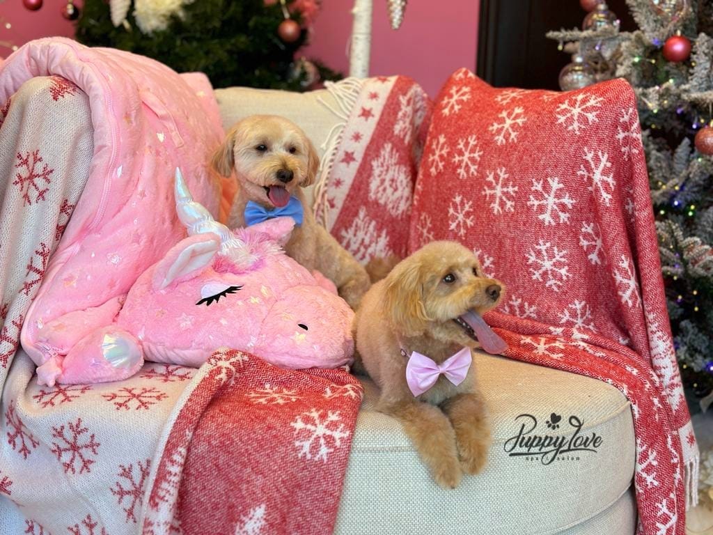 xmas dog