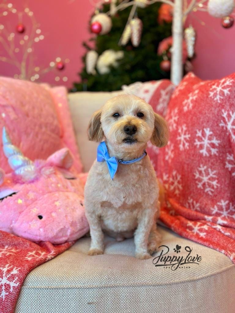 xmas dog