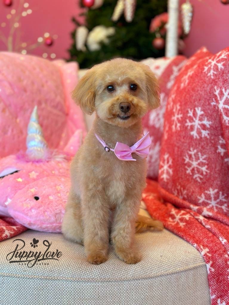xmas dog