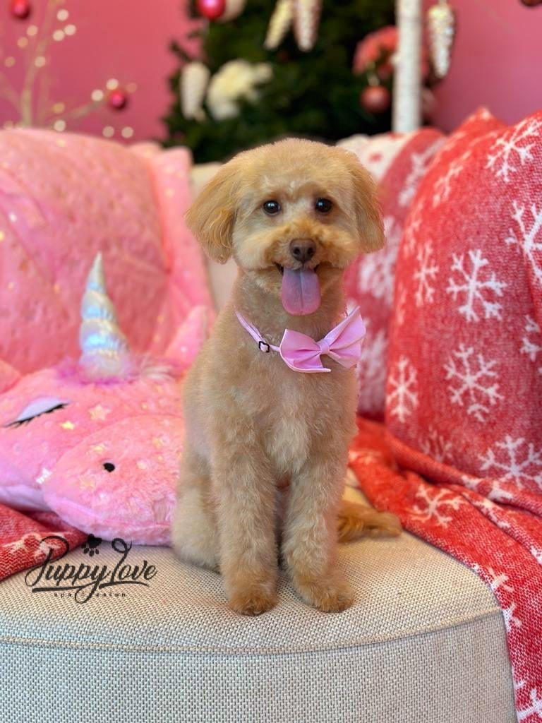 xmas dog
