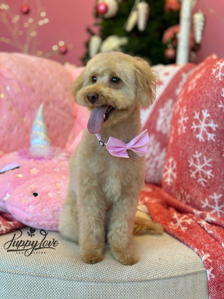 xmas dog