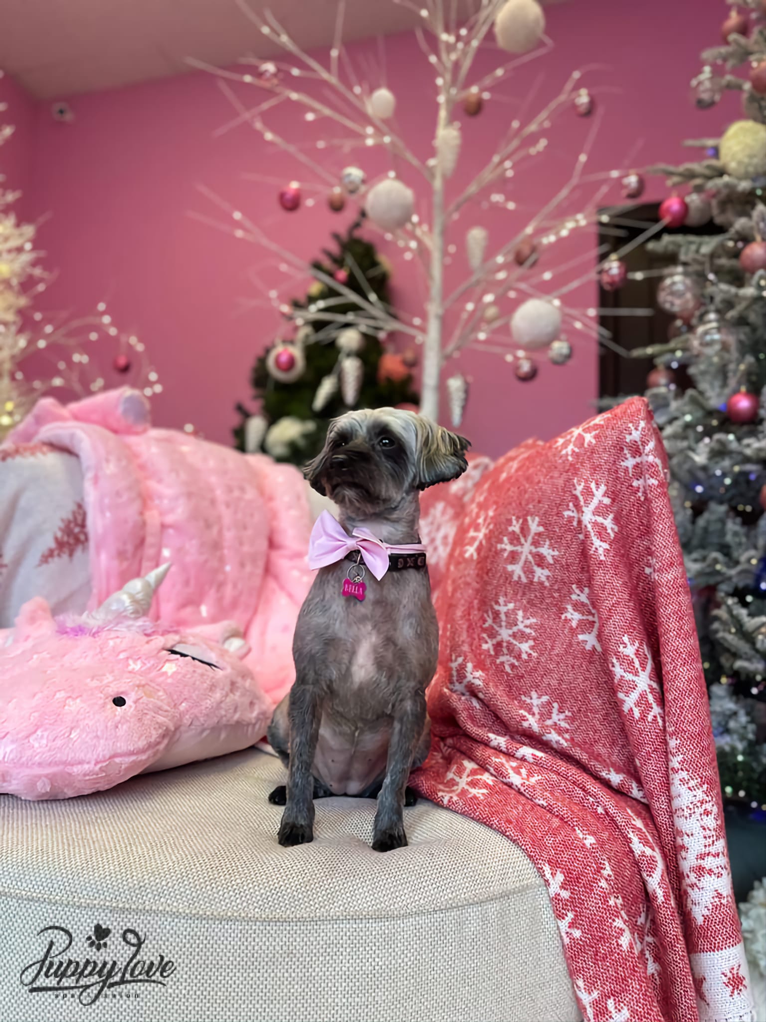 xmas-dog-11