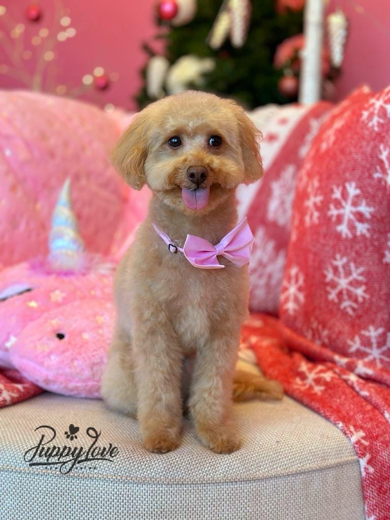 xmas dog