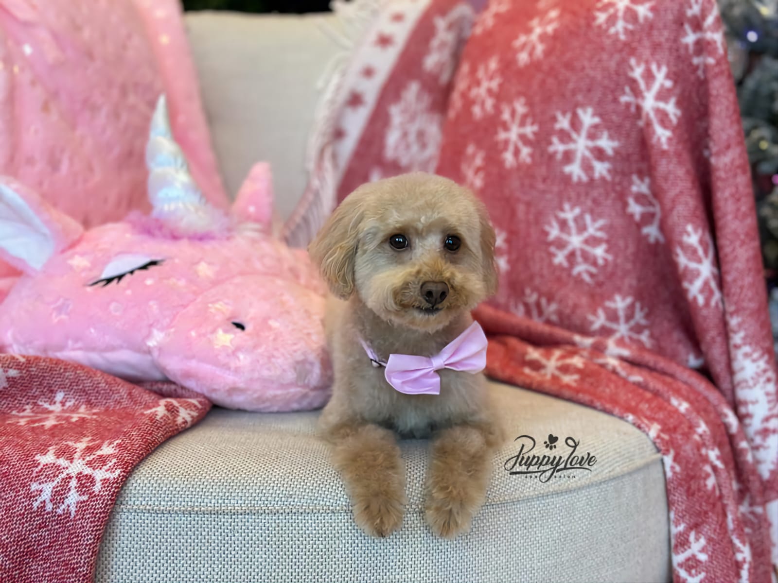 xmas dog