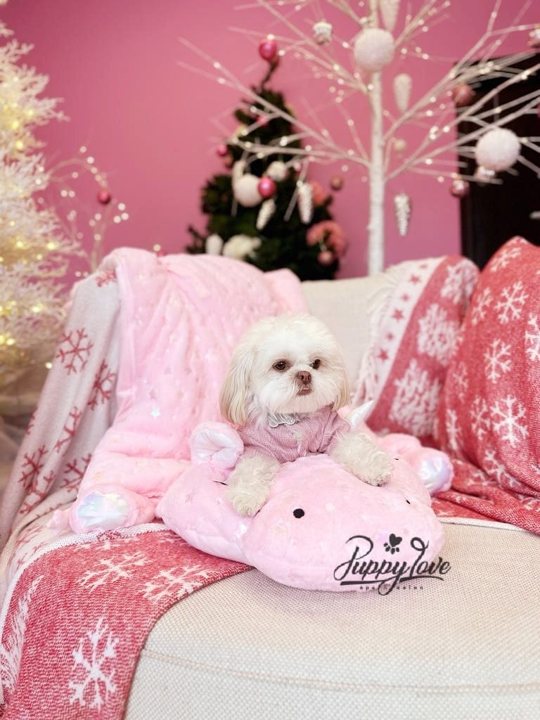 xmas dog