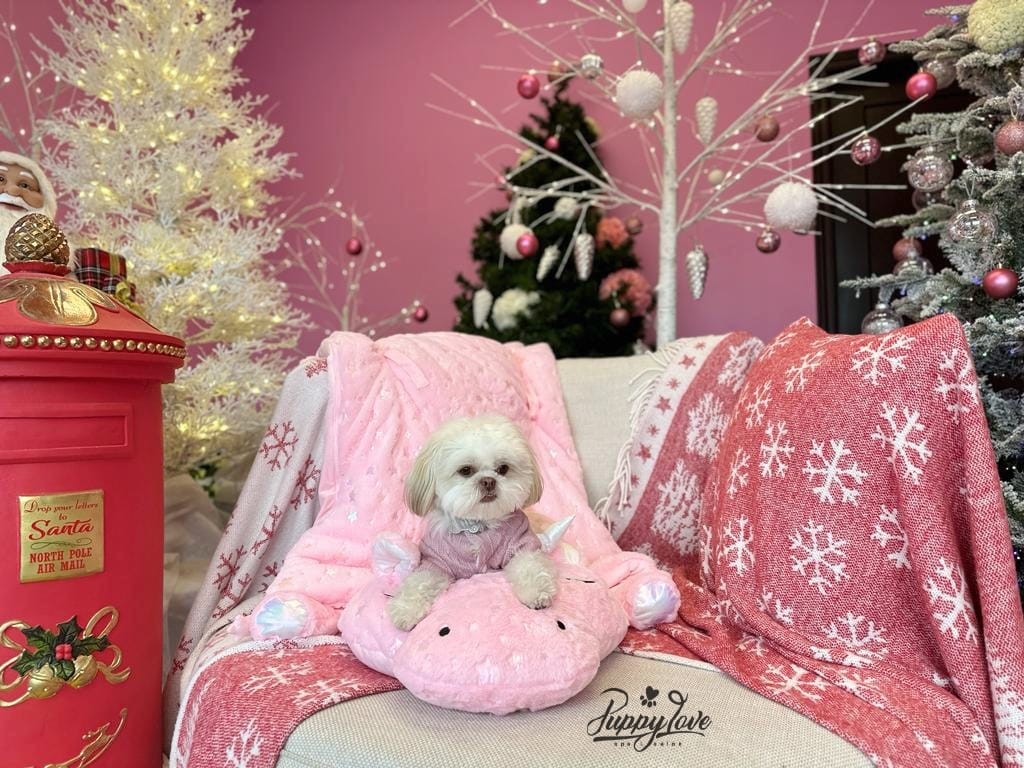 xmas dog