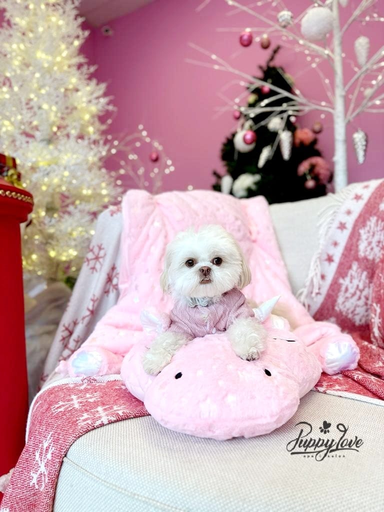 xmas dog