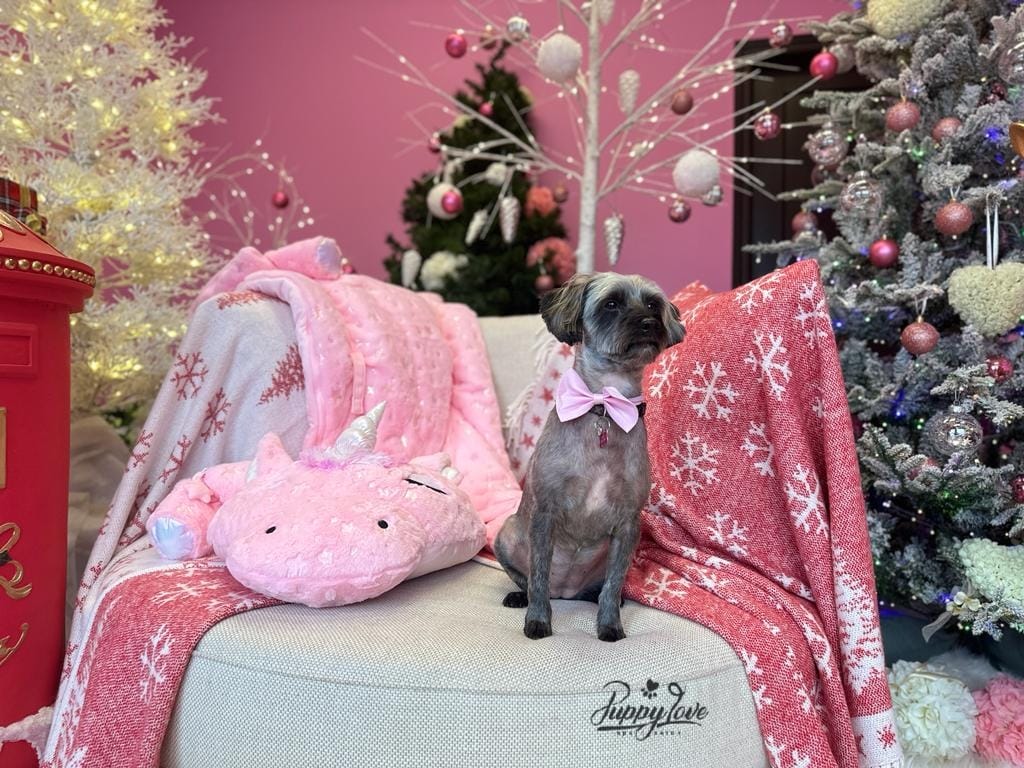 xmas-dog-12