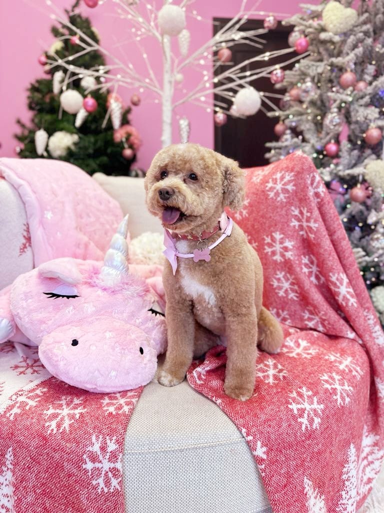xmas dog