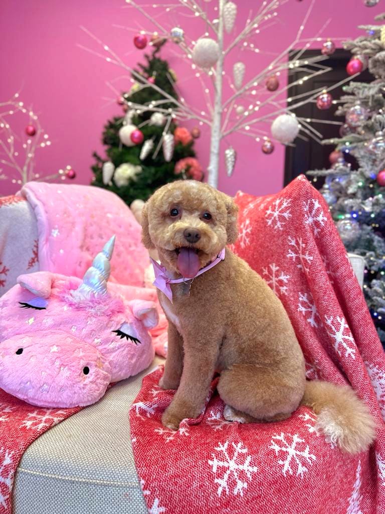 xmas dog