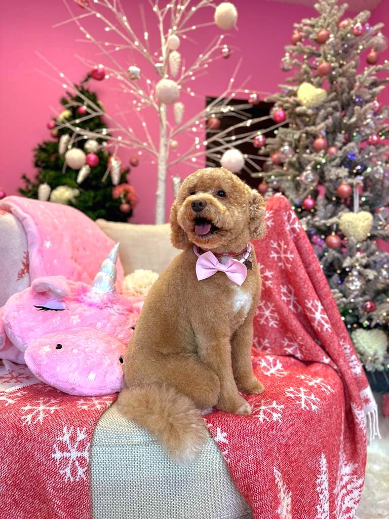 xmas dog