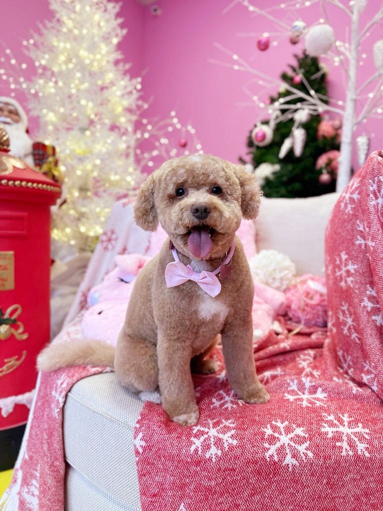 xmas dog