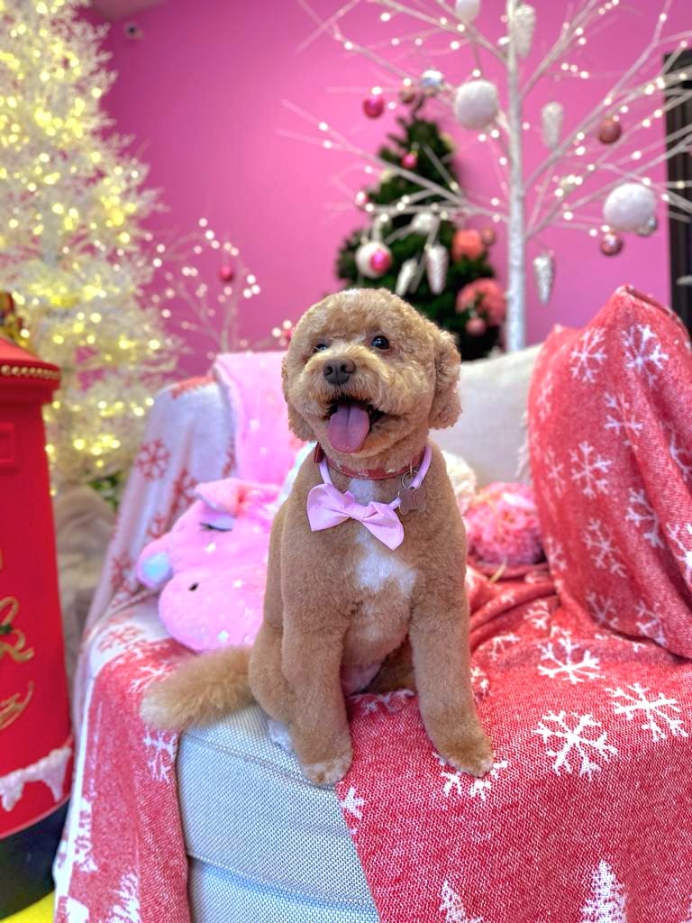 xmas dog