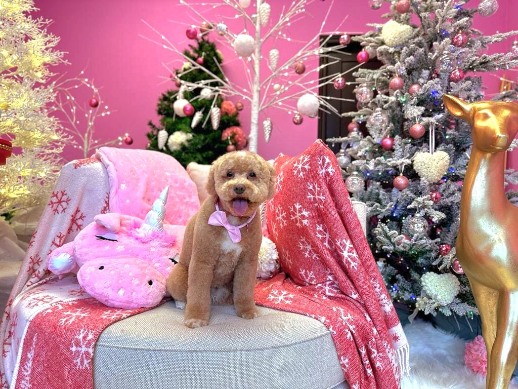 xmas dog